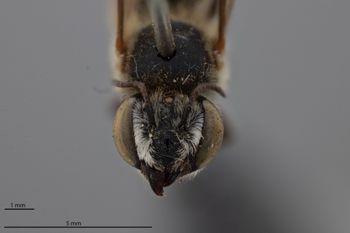 Media type: image;   Entomology 791046 Aspect: head frontal view